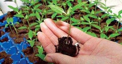 Технология выращивания амаранта из семян и рассады