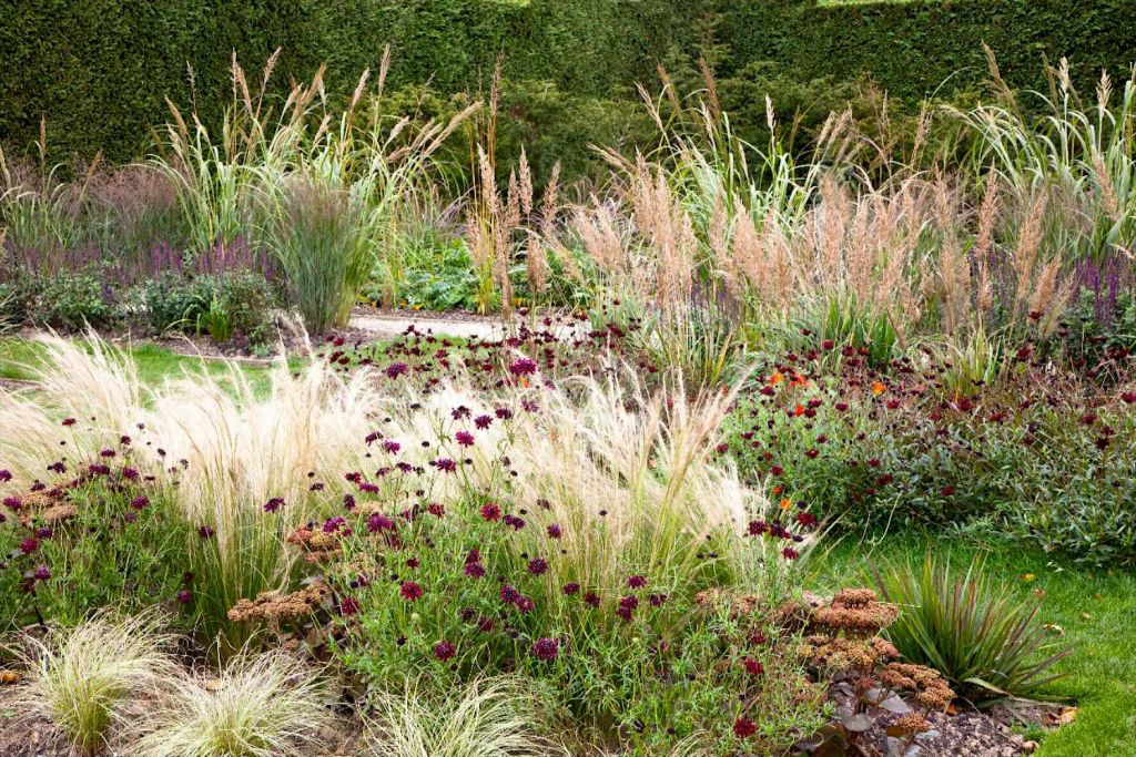 Декоративные травы, злаки и осоки в дизайне сада