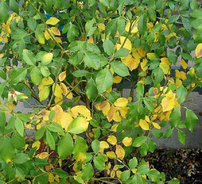 Почему желтеют листья у китайской розы или болезни гибискуса