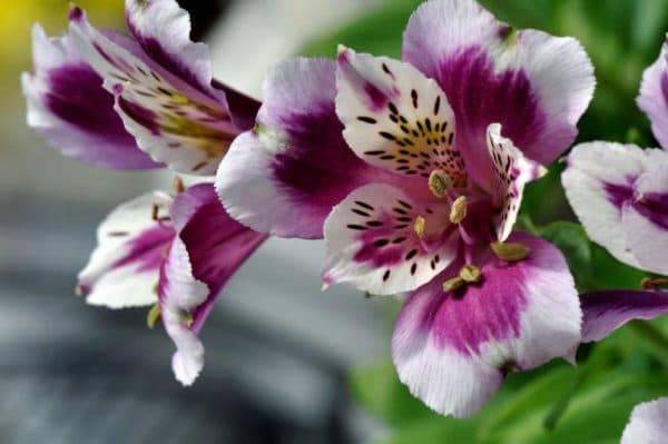 Цветок альстромерия: выращивание
