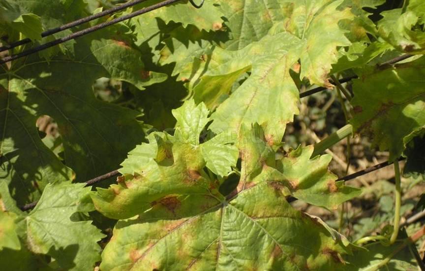 Чем лечить болезнь листа винограда милдью?