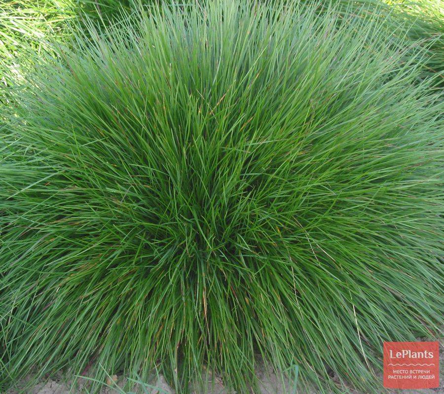 Виды газонной травы — обзор самых лучших трав для газона