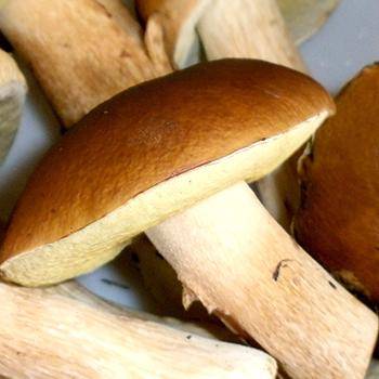Белые грибы на зиму. 5 простых рецептов для всех любителей грибных заготовок