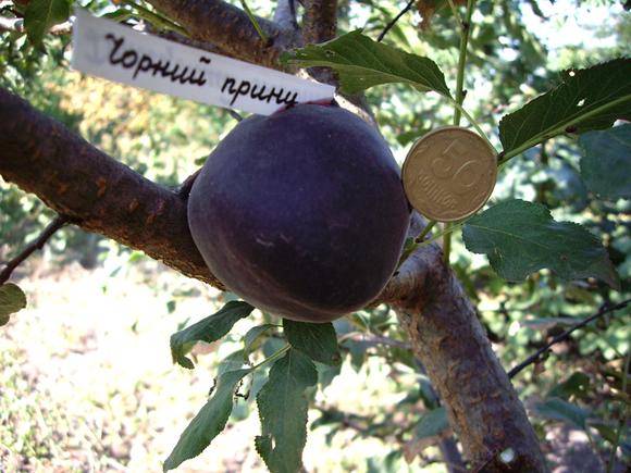 Персиковый абрикос: характеристики, посадка и выращивание