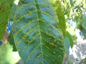 Полезные свойства листьев грецкого ореха и возможные противопоказания