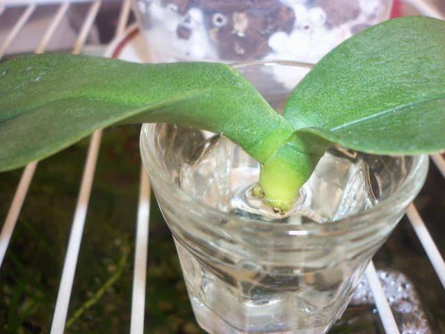 Использование янтарной кислоты для орхидей