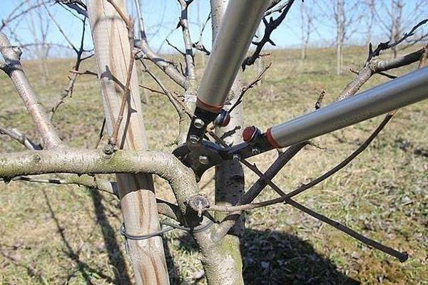 Как правильно обрезать яблоню весной, чтобы не удалить плодовые ветки
