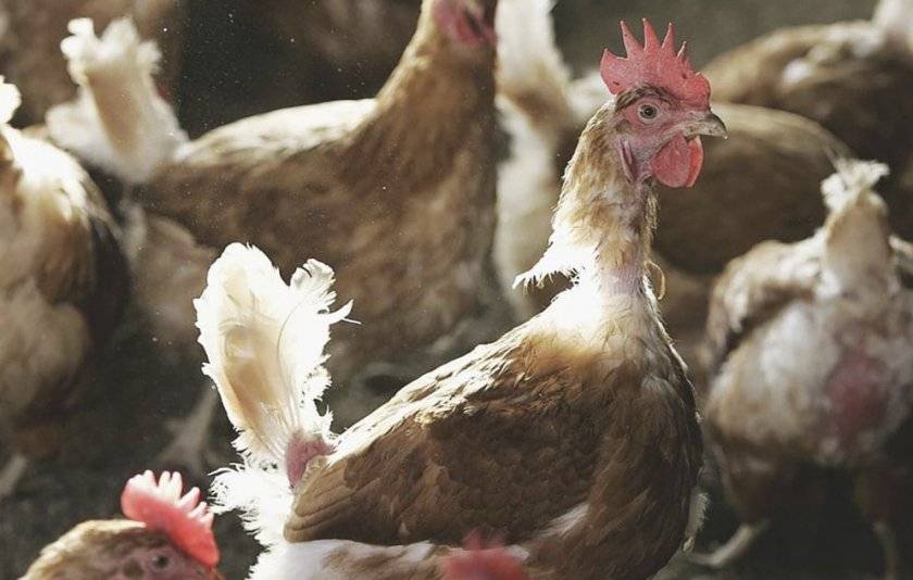 Курица в гнезде, а гнездо пустое – почему куры отказываются нестись. как решить проблему потери яйценоскости?