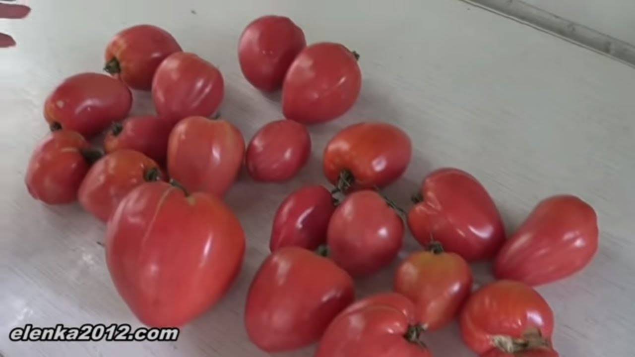Чем подкормить помидоры весной, летом и осенью