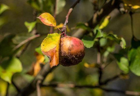 Обработка яблонь — советы по избавлению от вредителей, сроки, интенсивность и подбор удобрений (100 фото и видео)