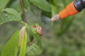 Причины появления и лечение курчавости листьев персика
