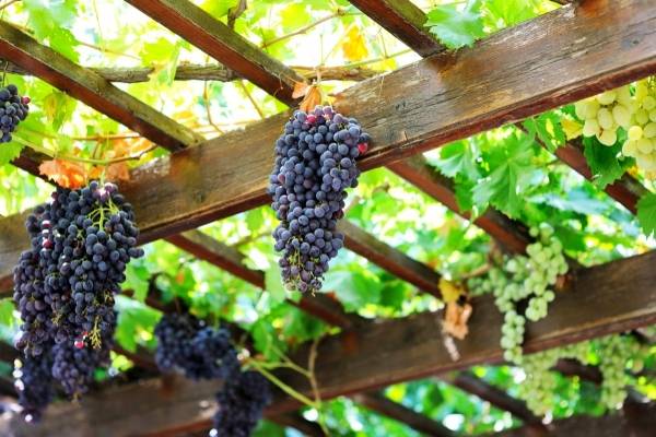 Виноград на даче: как подготовить место, посадить саженцы и ухаживать за ними