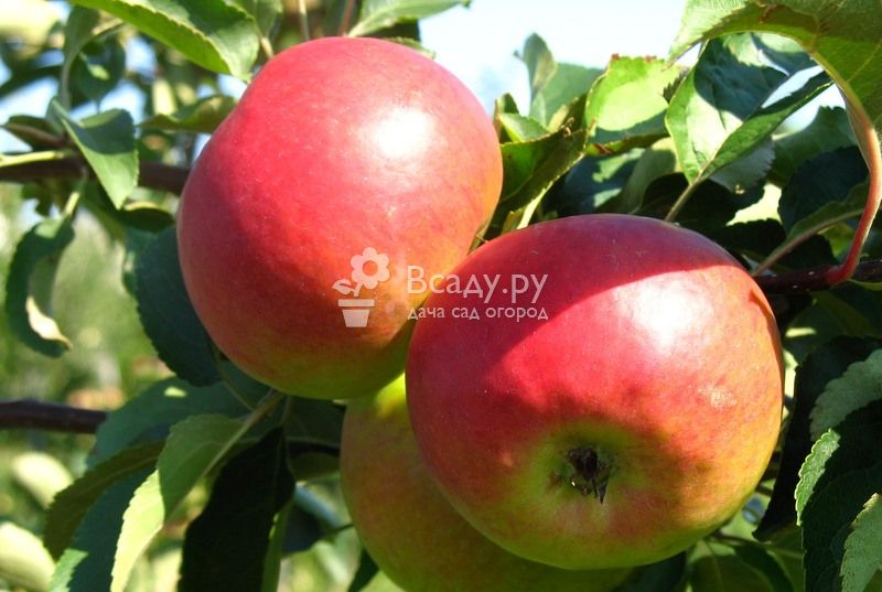 Лучшие сорта яблонь для урала и сибири: 3 лучших летних сорта и правила ухода