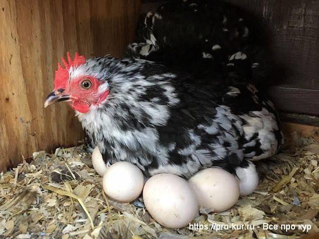 В чем секрет вылупления из яиц курочек, а не петухов?