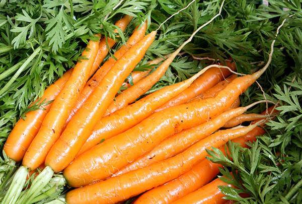 Как определить, когда убирать с грядок морковь и свеклу? советы опытных агрономов