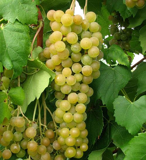 Лучшие винные сорта винограда: описания и характеристики