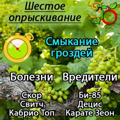 Как защитить виноград от болезней и вредителей: руководство по весенним обработкам