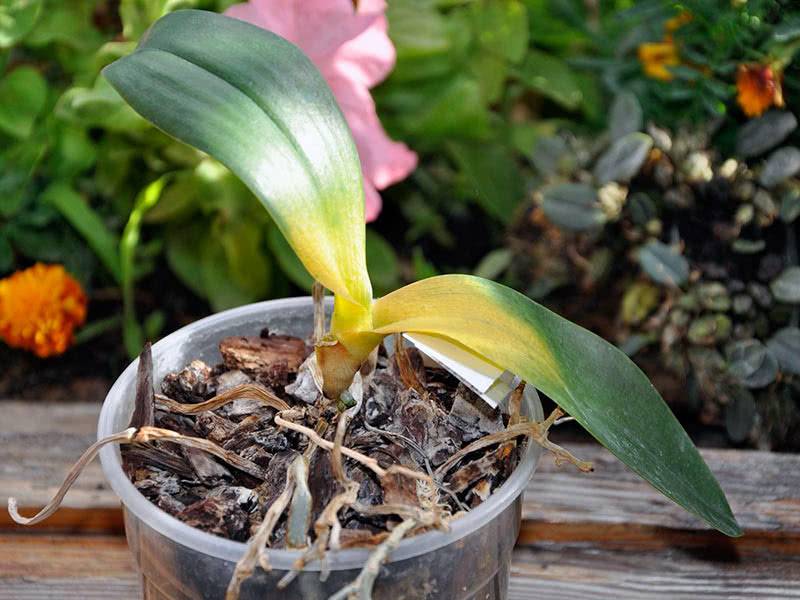 Почему желтеют листья у орхидеи - что делать?