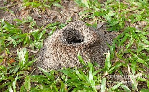Как избавиться от муравьев на огороде навсегда
