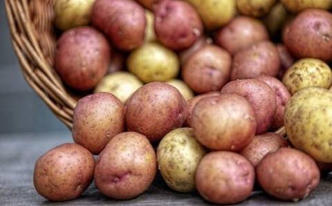 Как правильно подкормить картофель для увеличения урожая