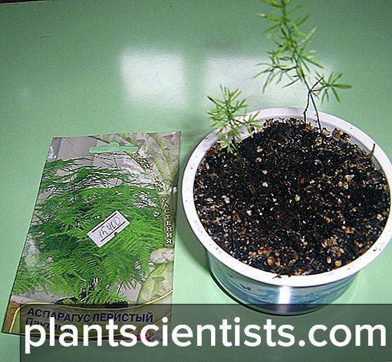 Как вырастить комнатный аспарагус мейера из семян