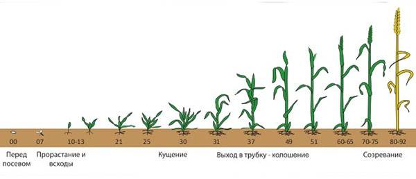 Вегетативный период у растений, особенности развития различных культур