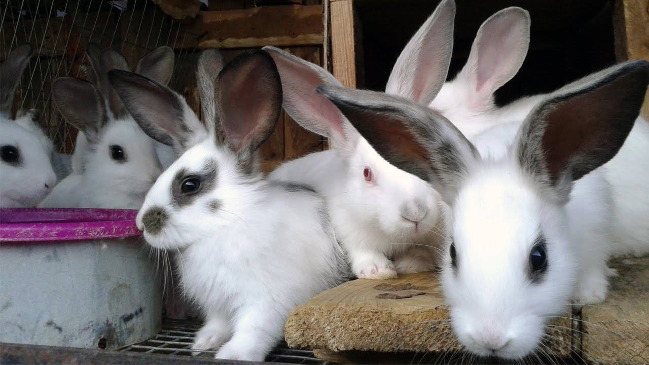 Все о кокцидиозе кроликов: симптомы, лечение, как избежать заболевания