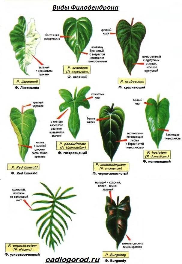 Филодендрон: описание и уход за растением