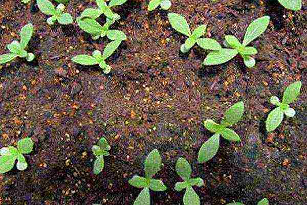 Циния: посадка и уход, выращивание из семян