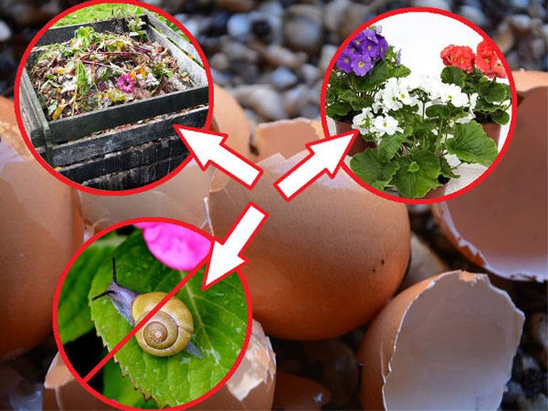 Органическое удобрение для комнатных цветов и огородных культур из яичной скорлупы