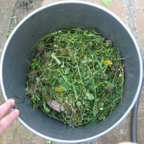 Удобрение из травы – изготавливаем подкормку огородным растениям