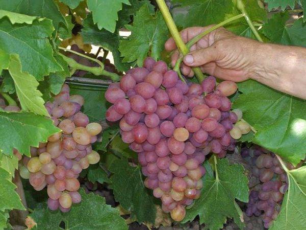 Особенности винограда сорта велес