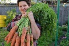Все о выращивании моркови – подробная инструкция для начинающих