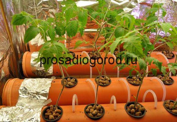 Садоводство: использование гидропоники и минеральной ваты для растений