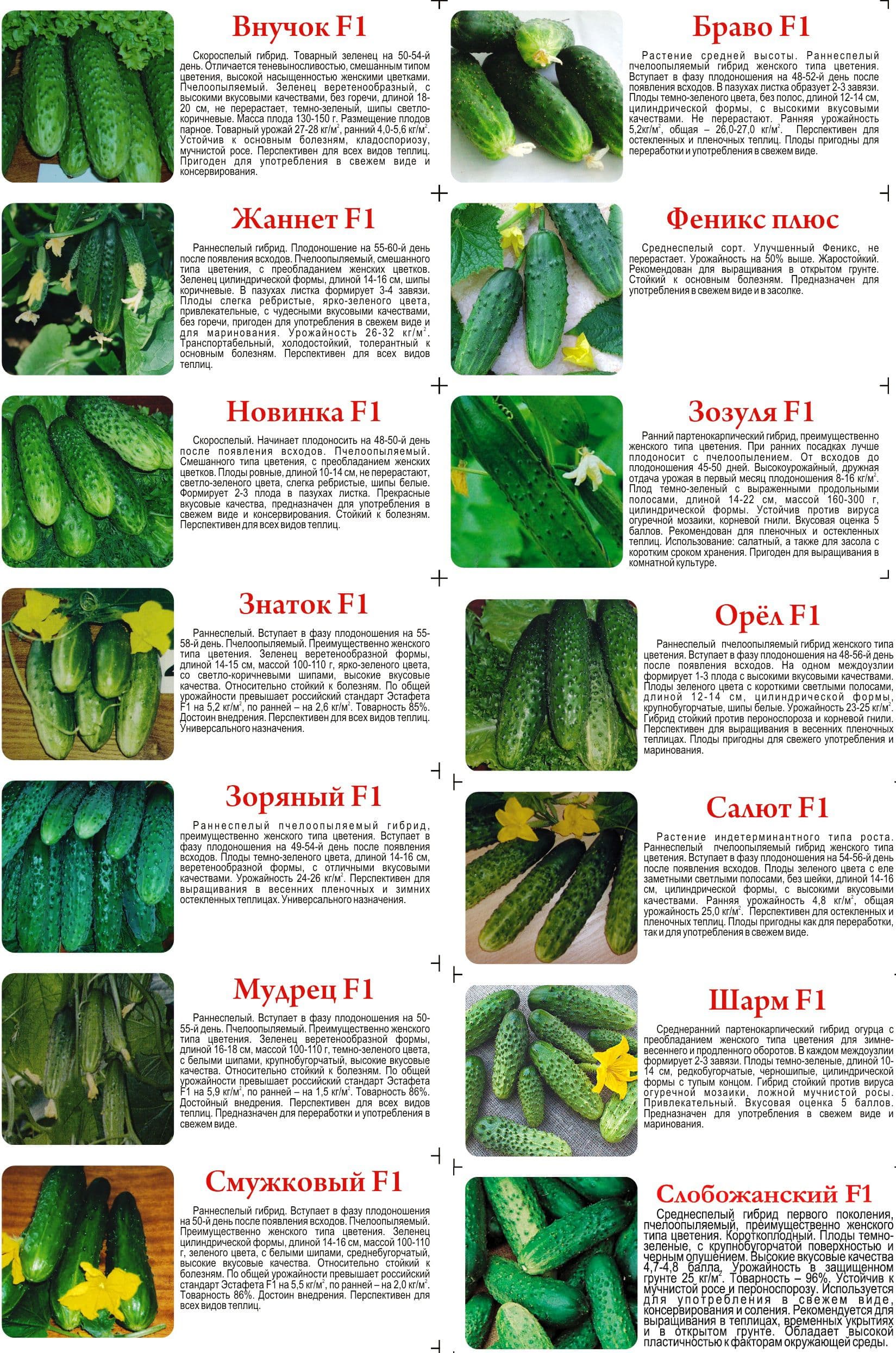 Советы опытных овощеводов по выращиванию огурцов в парнике