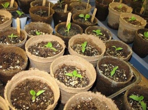 Рассада помидор в торфяных горшочках: как сажать и выращивать