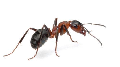 Чем муравьи опасны для улья и как избавиться от них на пасеке