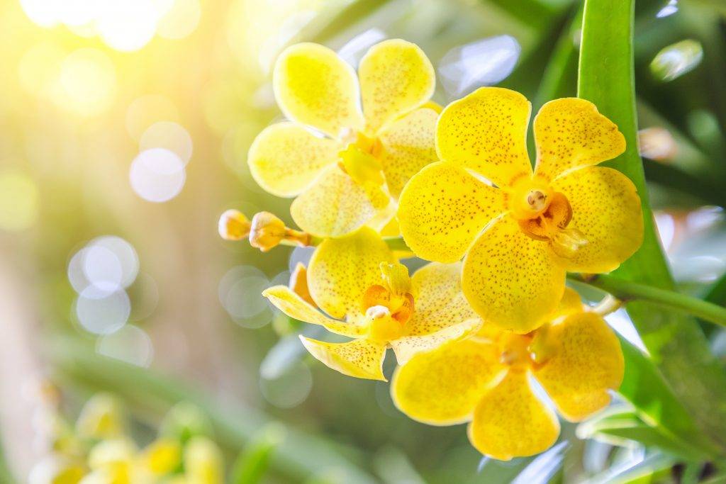 Почему листья орхидеи теряют тургор и что необходимо делать