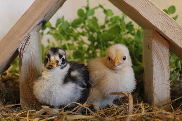 Уход за цыплятами после инкубатора в домашних условиях
