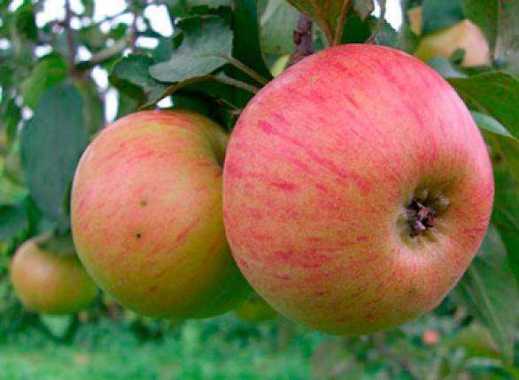 Сорта яблонь для ленинградской области: колоновидные, посадка