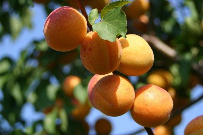 Чем обработать абрикос от тли летом. как избавиться от тли на абрикосах? абрикос: защита от вредителей