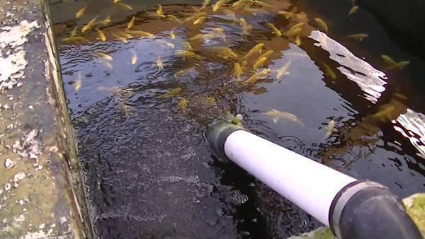 Правильный запуск рыбы в пруд