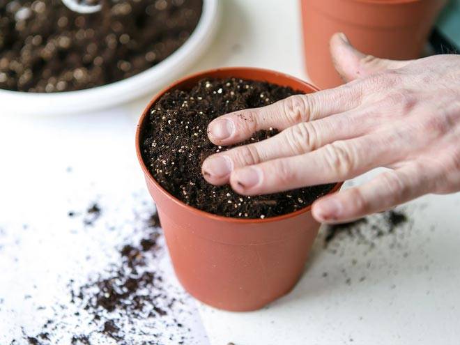 Какая почва нужна для каланхоэ? рекомендации, как подобрать грунт цветку