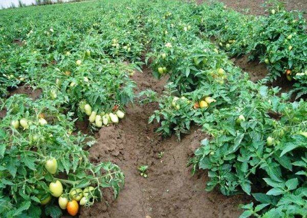 Правила выращивания томатов в открытом грунте, выбор сорта, посадка и уход