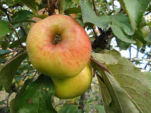 Низкорослые сорта яблонь для ленинградской области