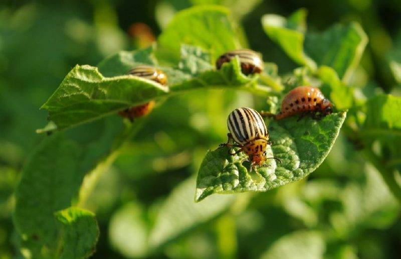 Эффективные методы и препараты для борьбы с колорадским жуком на картофеле