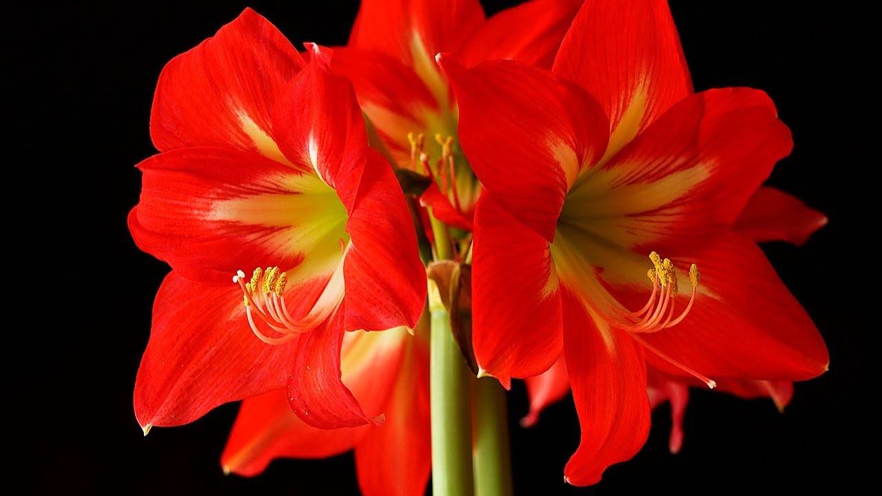 Цветок гиппеаструм — уход в домашних условиях и в открытом грунте