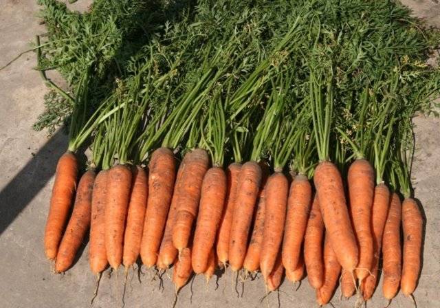 Пошаговая инструкция, как сеять семена, чтобы морковь быстро взошла