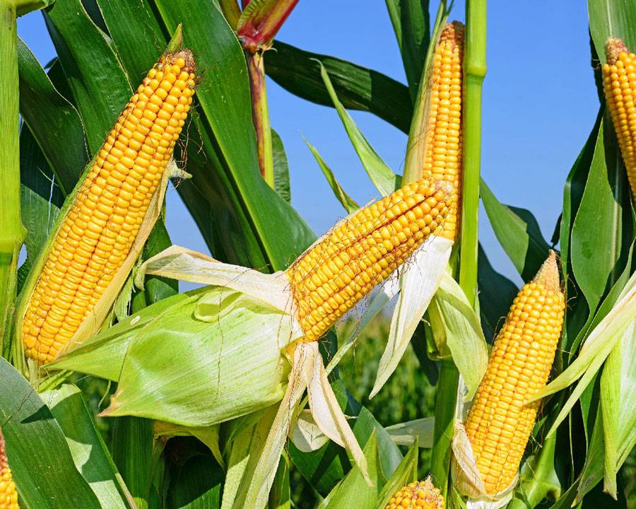 Защита кукурузы от основных вредителей и болезней