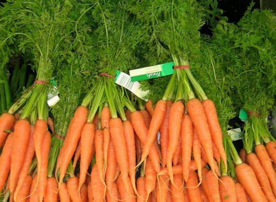 Технология, особенности посадки и выращивания моркови в открытом грунте: пошаговая агротехника